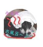 ボーダーコリー 梅吉0502（個別スタンプ：6）