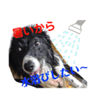 ボーダーコリー 梅吉0502（個別スタンプ：7）