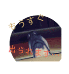 ボーダーコリー 梅吉0502（個別スタンプ：9）