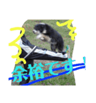 ボーダーコリー 梅吉0502（個別スタンプ：10）