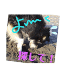ボーダーコリー 梅吉0502（個別スタンプ：19）