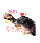 ボーダーコリー 梅吉0502（個別スタンプ：22）