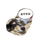 ダックスのアンジュちゃん(日常会話編)（個別スタンプ：2）