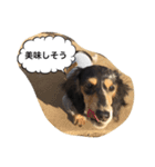 ダックスのアンジュちゃん(日常会話編)（個別スタンプ：7）