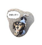 ダックスのアンジュちゃん(日常会話編)（個別スタンプ：11）