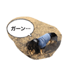 ダックスのアンジュちゃん(日常会話編)（個別スタンプ：12）