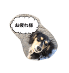 ダックスのアンジュちゃん(日常会話編)（個別スタンプ：13）