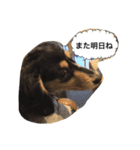 ダックスのアンジュちゃん(日常会話編)（個別スタンプ：14）