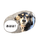 ダックスのアンジュちゃん(日常会話編)（個別スタンプ：15）