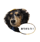 ダックスのアンジュちゃん(日常会話編)（個別スタンプ：16）