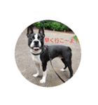 ボストンテリアのテオ（個別スタンプ：1）