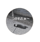 ボストンテリアのテオ（個別スタンプ：5）