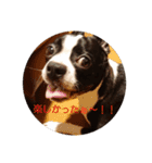 ボストンテリアのテオ（個別スタンプ：9）