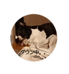 ボストンテリアのテオ（個別スタンプ：11）
