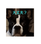 ボストンテリアのテオ（個別スタンプ：14）