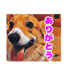 フラッフィーコーギーのモコちゃんズ2（個別スタンプ：1）