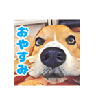 フラッフィーコーギーのモコちゃんズ2（個別スタンプ：4）