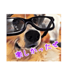 フラッフィーコーギーのモコちゃんズ2（個別スタンプ：6）