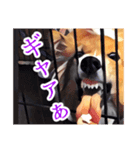 フラッフィーコーギーのモコちゃんズ2（個別スタンプ：7）