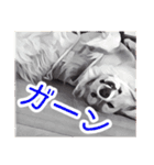 フラッフィーコーギーのモコちゃんズ2（個別スタンプ：8）