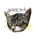 美猫にゃんきちジュニア（個別スタンプ：3）