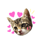 美猫にゃんきちジュニア（個別スタンプ：7）