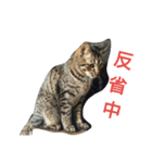 にゃーにゃーずfamily（個別スタンプ：5）