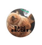 我が家のトイプーLeaの毎日。（個別スタンプ：6）