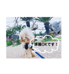 我が家のトイプーLeaの毎日。（個別スタンプ：9）