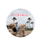 我が家のトイプーLeaの毎日。（個別スタンプ：11）