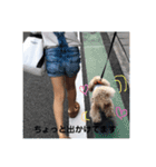 我が家のトイプーLeaの毎日。（個別スタンプ：14）
