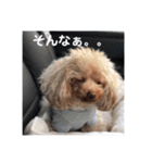 我が家のトイプーLeaの毎日。（個別スタンプ：16）