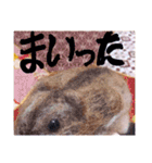 使いやすい言葉
ハムスターの哲学（個別スタンプ：30）