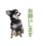 チワワのチャッピー1（個別スタンプ：1）