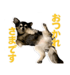 チワワのチャッピー1（個別スタンプ：2）