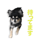 チワワのチャッピー1（個別スタンプ：3）
