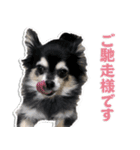 チワワのチャッピー1（個別スタンプ：4）