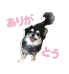 チワワのチャッピー1（個別スタンプ：5）