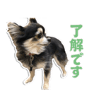 チワワのチャッピー1（個別スタンプ：6）