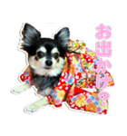 チワワのチャッピー1（個別スタンプ：8）