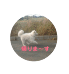 サモエドのアルちゃん 1（個別スタンプ：13）