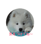 サモエドのアルちゃん 1（個別スタンプ：23）