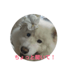 サモエドのアルちゃん 1（個別スタンプ：25）