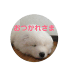 サモエドのアルちゃん 1（個別スタンプ：28）