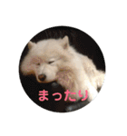 サモエドのアルちゃん 1（個別スタンプ：31）
