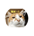 ねこ様の心の声（個別スタンプ：1）