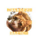ねこ様の心の声（個別スタンプ：3）