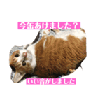 ねこ様の心の声（個別スタンプ：4）