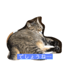 ねこ様の心の声（個別スタンプ：5）