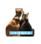 ねこ様の心の声（個別スタンプ：6）